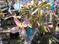 クレマチス　モンタナ系