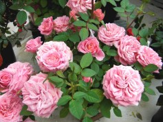 豪華なミニバラ