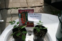 野菜苗の時期ですね