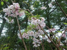 サクラ‘思い川’