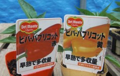デルモンテのパプリカ苗入荷