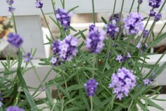 ラベンダーシリーズ