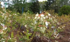 ブルーベリーの花