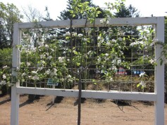 リンゴのエスパリエ仕立て