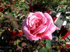 バラが咲き始めました