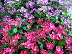 'ミルククラウン®'