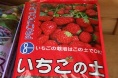 いちごの土