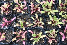 大人気！ビーツ