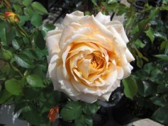 うっとり‘キャラメルアンティーク’