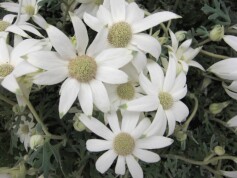 フランネルフラワー‘フェアリーホワイト’